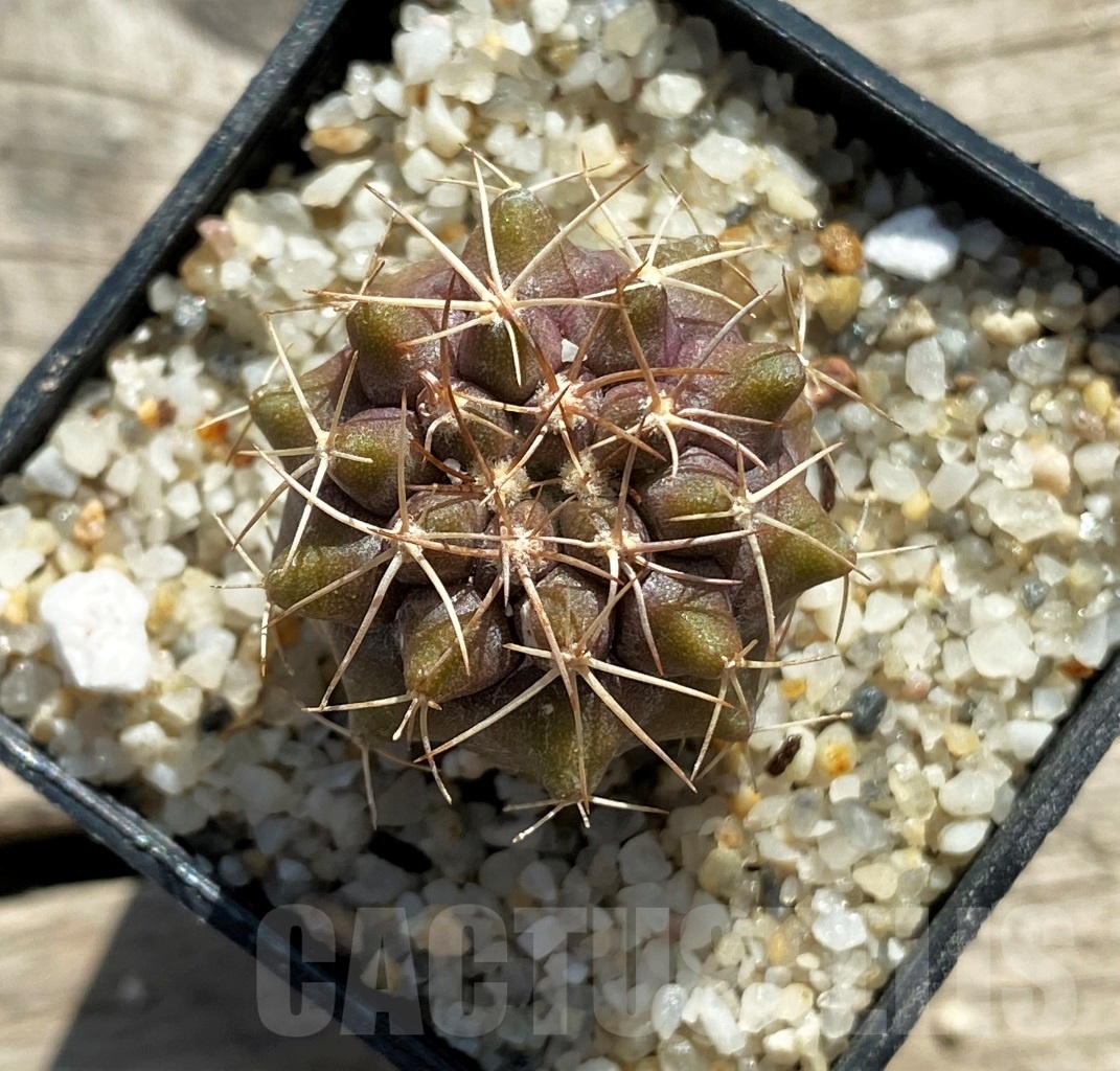 SHPR12431 Copiapoa longistaminea