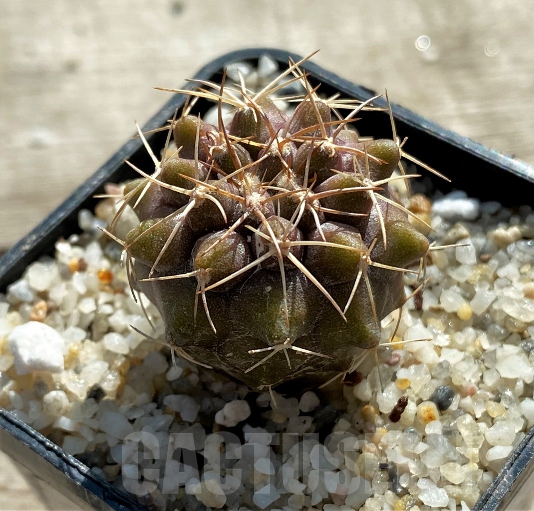 SHPR12431 Copiapoa longistaminea – Image 2