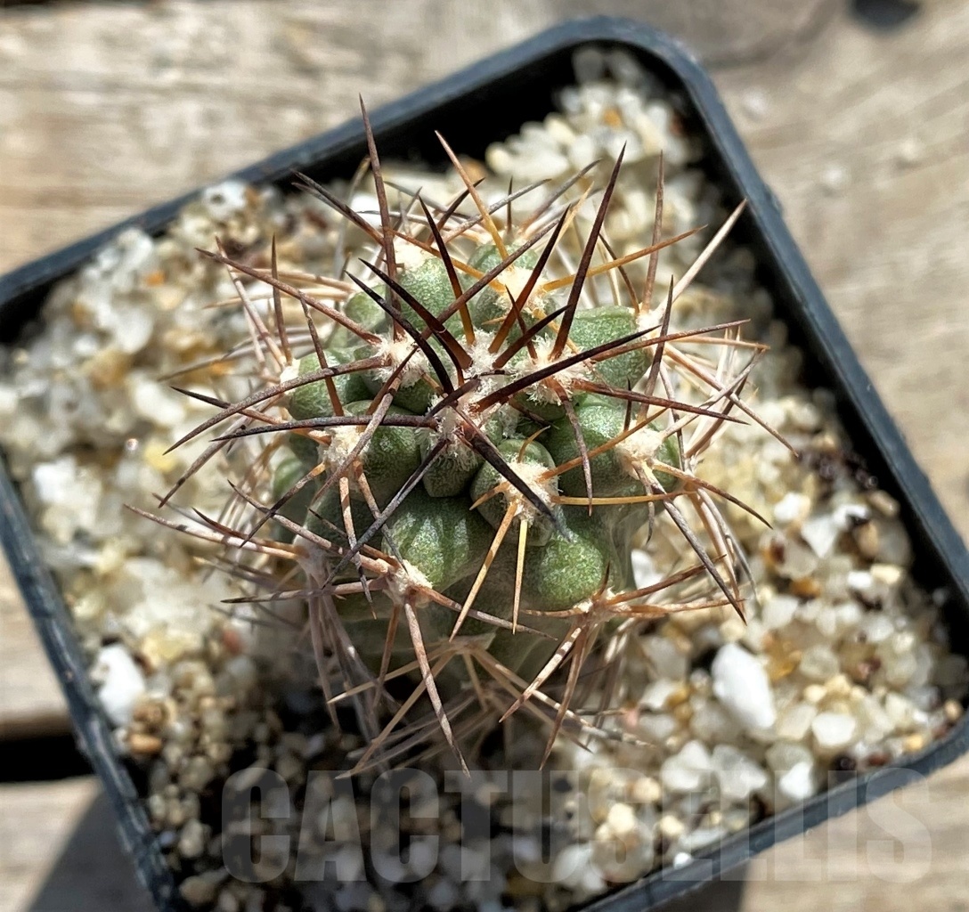 SHPR12433 Copiapoa coquimbana v. deminuta KK 1386