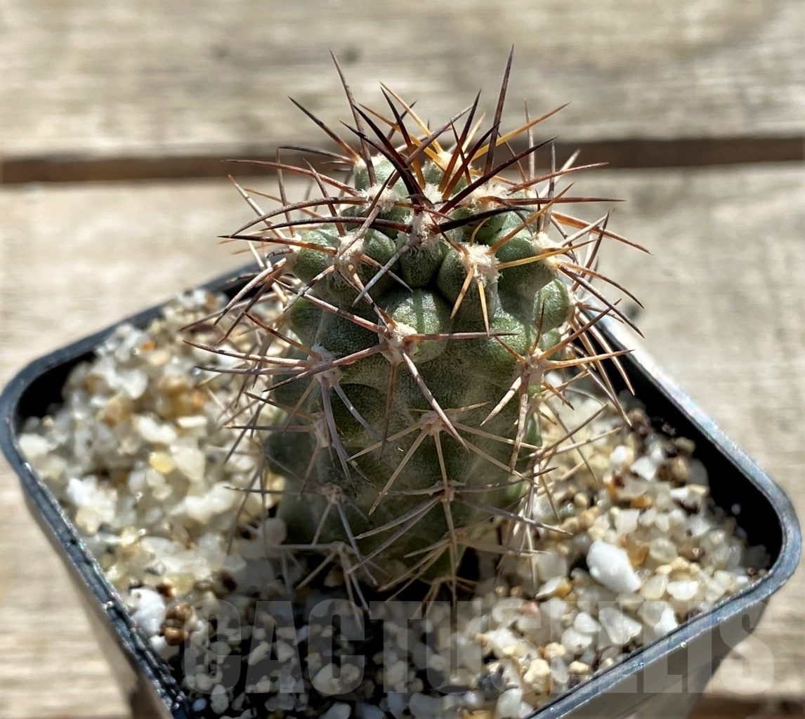 SHPR12433 Copiapoa coquimbana v. deminuta KK 1386 - Image 2