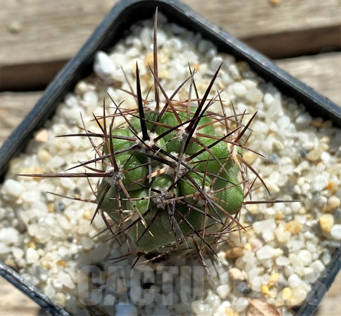 SHPR12437 Copiapoa echinoides