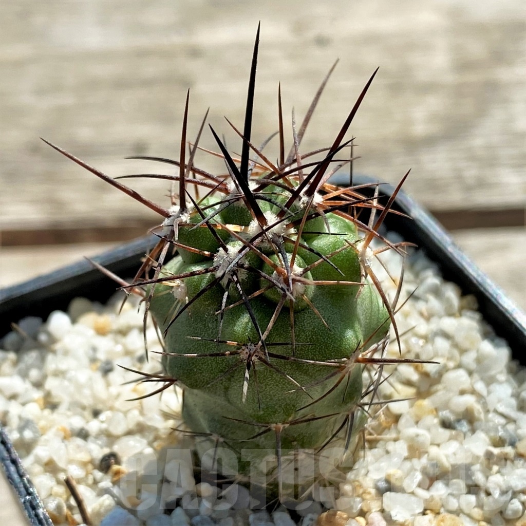 SHPR12437 Copiapoa echinoides - Image 2