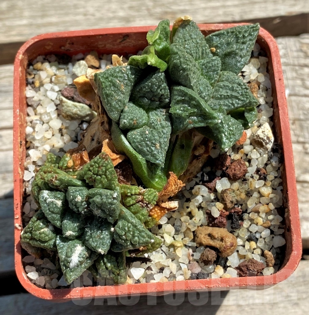 SHPR12438 Ariocarpus intermedius f. monstrosa ?