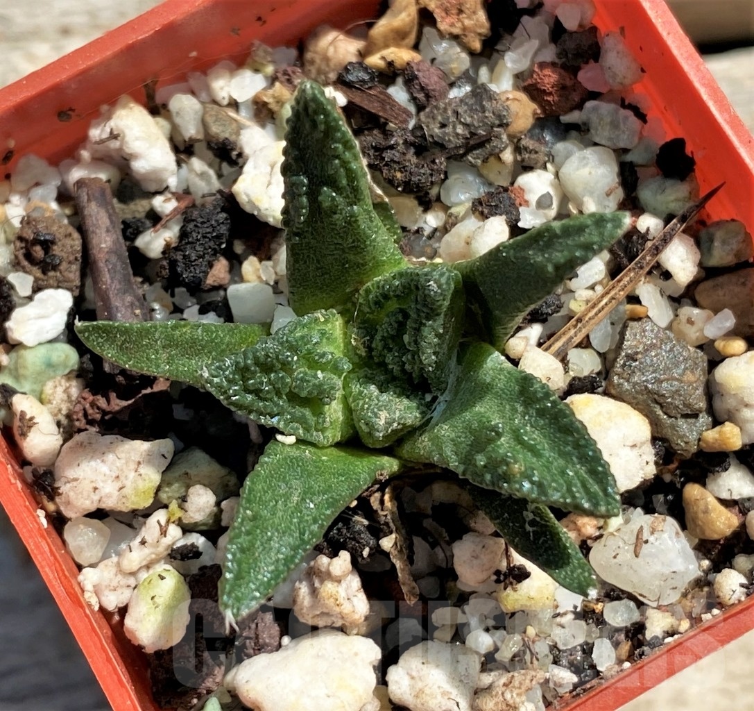 SHPR12440 Ariocarpus bravoanus – Bild 2