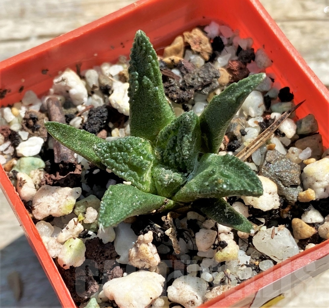 SHPR12440 Ariocarpus bravoanus