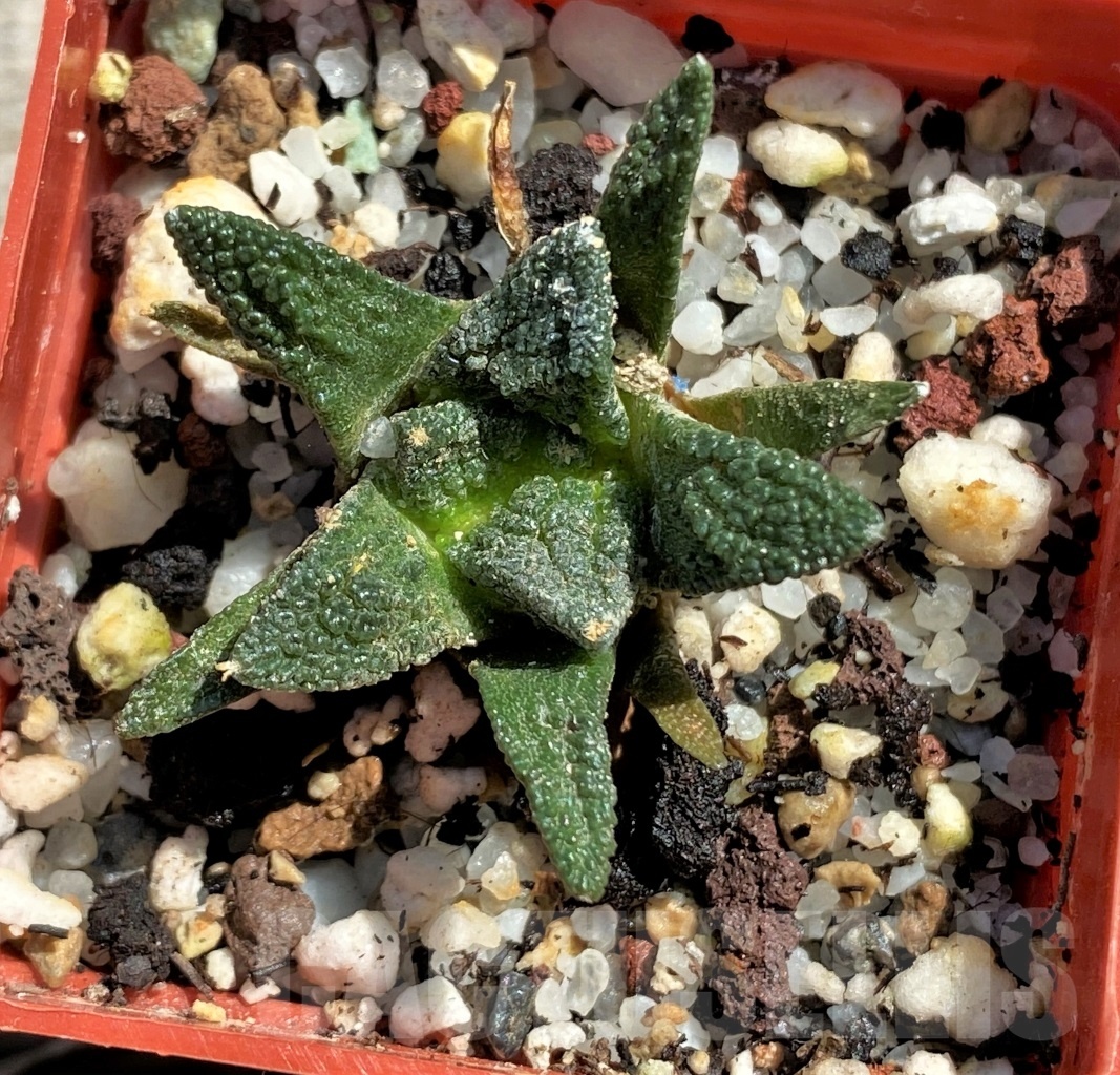 SHPR12441 Ariocarpus bravoanus – Bild 2