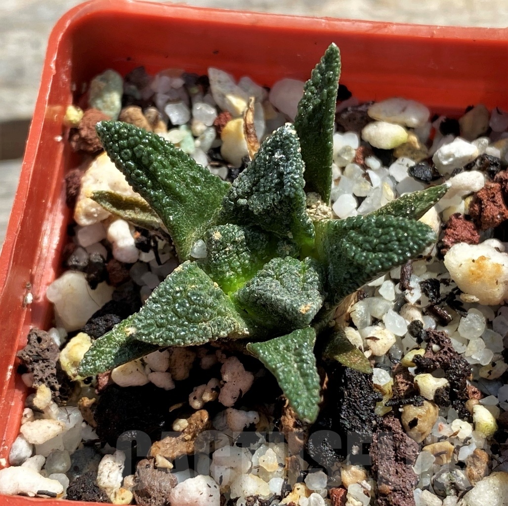 SHPR12441 Ariocarpus bravoanus