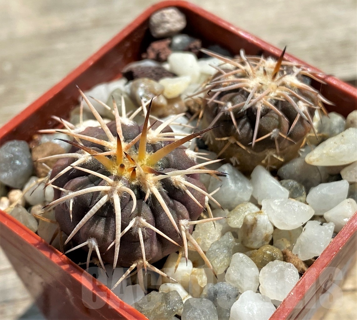 SHPR12443 Gymnocalycium spegazzinii v. punillense VS 80