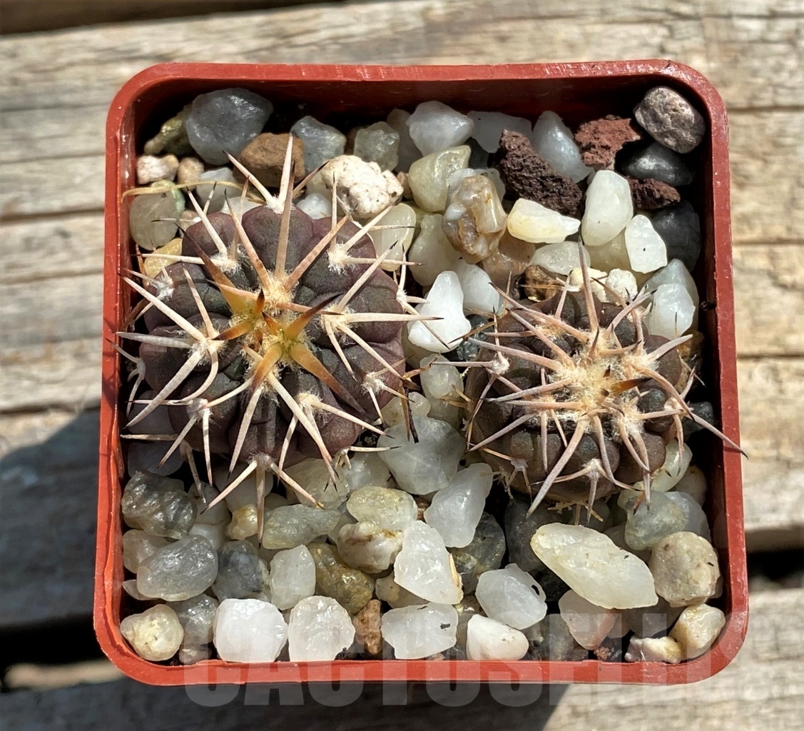 SHPR12443 Gymnocalycium spegazzinii v. punillense VS 80 - Image 2
