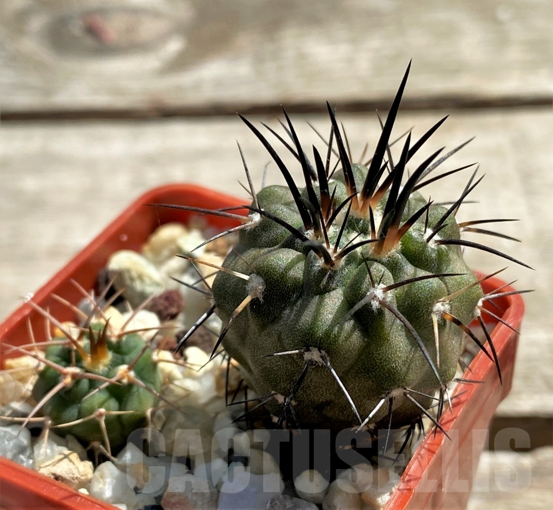 SHPR12445 Copiapoa dealbata + gymnocalycium