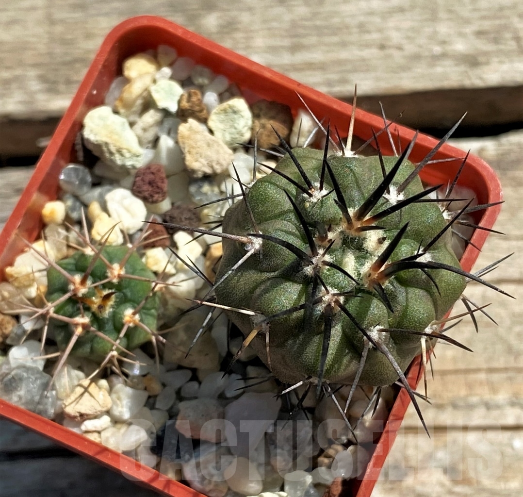 SHPR12445 Copiapoa dealbata + gymnocalycium – Bild 2