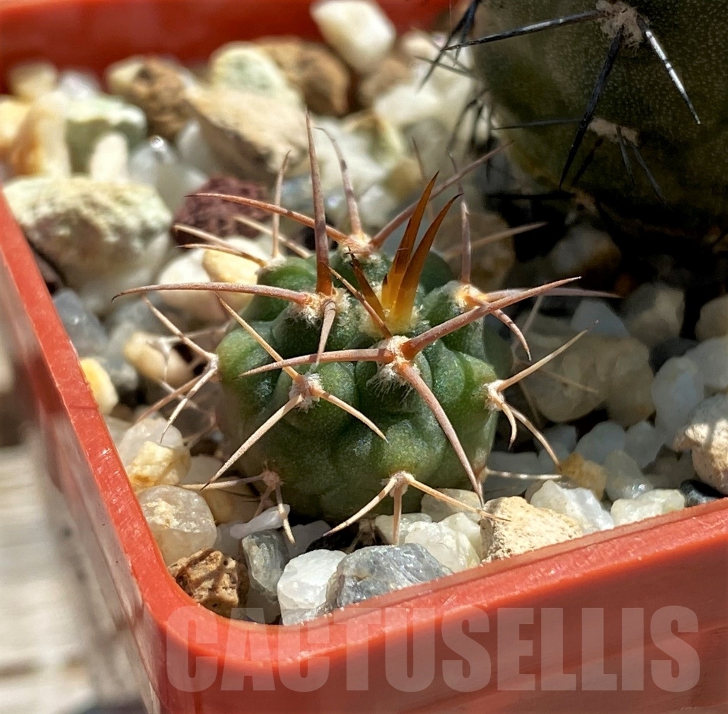 SHPR12445 Copiapoa dealbata + gymnocalycium – Bild 3
