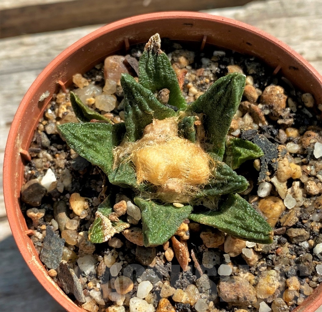 SHPR12446 Ariocarpus scapharostrus