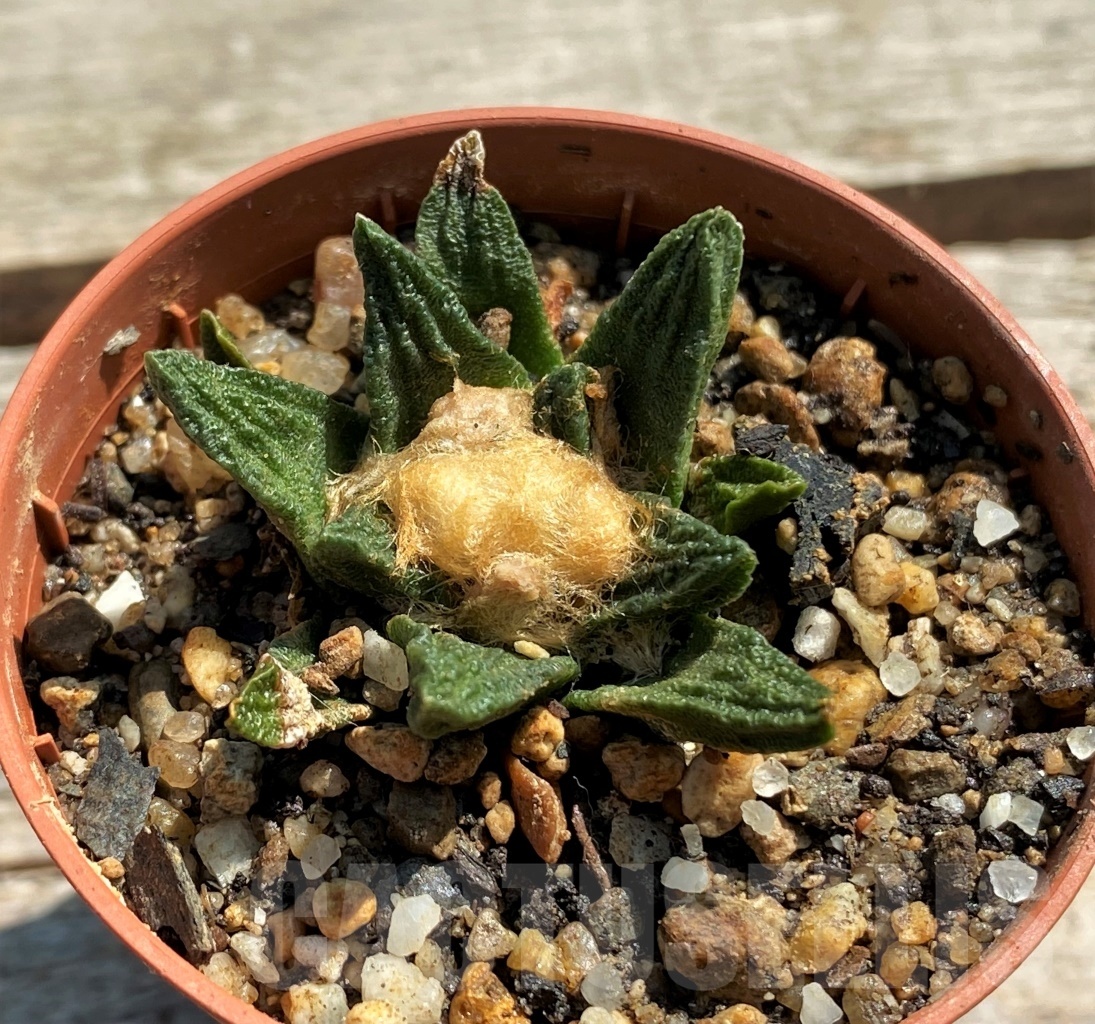 SHPR12446 Ariocarpus scapharostrus – Bild 2
