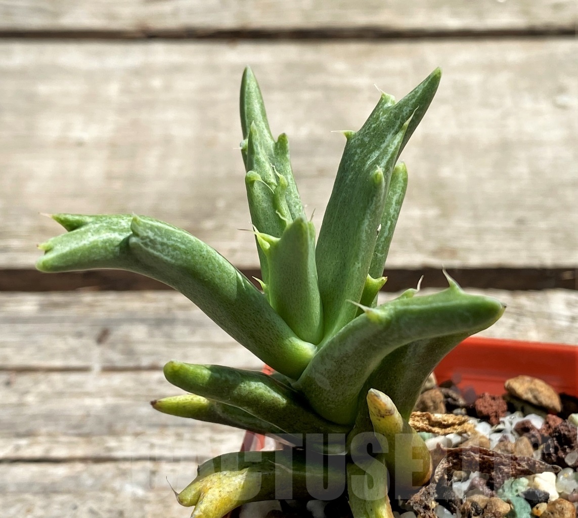 SHPR12448 Faucaria sp. f. monstrosa ?