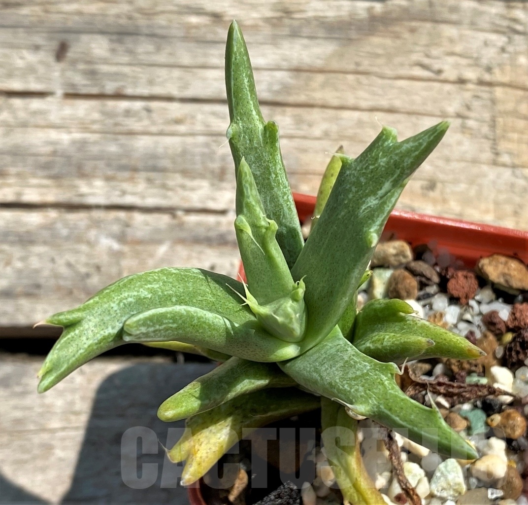 SHPR12448 Faucaria sp. f. monstrosa ? - Image 2