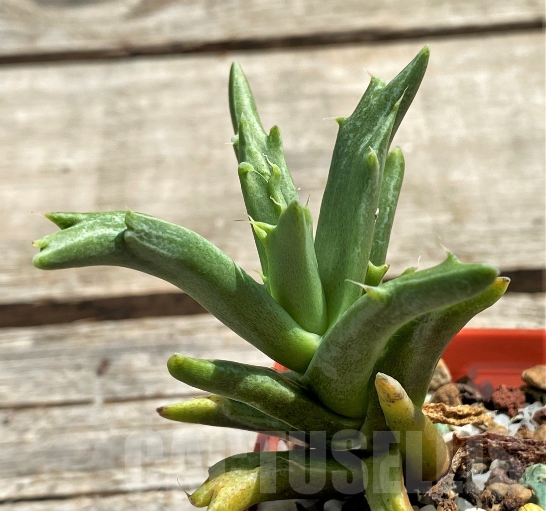 SHPR12448 Faucaria sp. f. monstrosa ? - Image 3