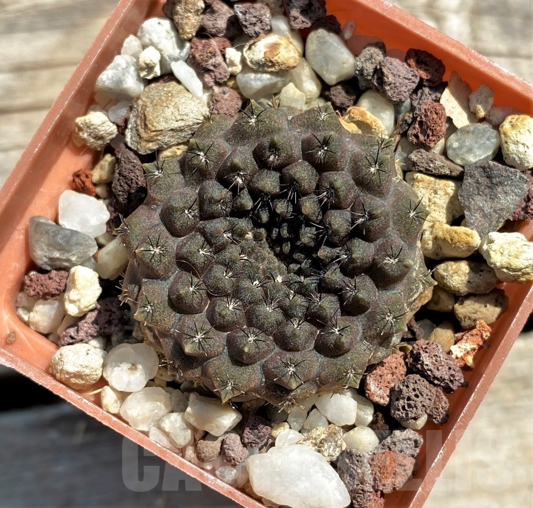 SHPR12449 Thelocephala esmeraldana PV2023