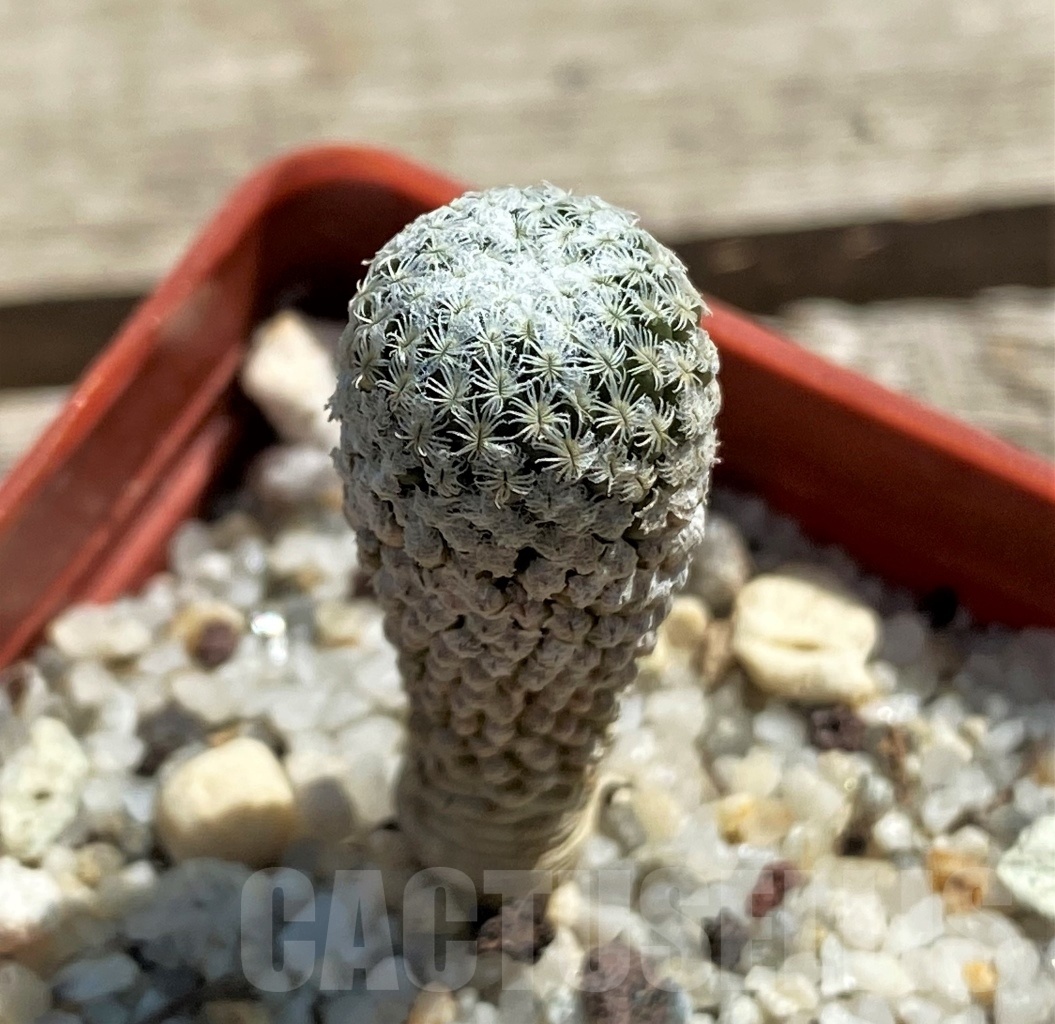 SHPR12450 Pelecyphora strobiliformis