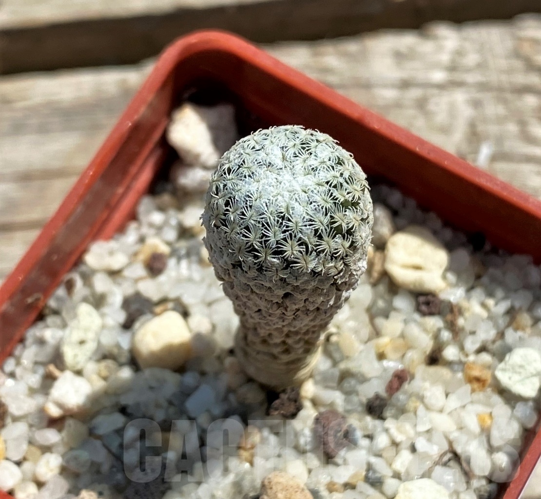 SHPR12450 Pelecyphora strobiliformis - Image 2