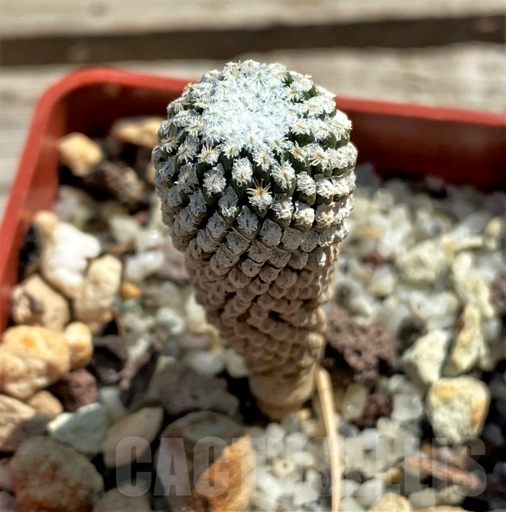 SHPR12451 Pelecyphora strobiliformis