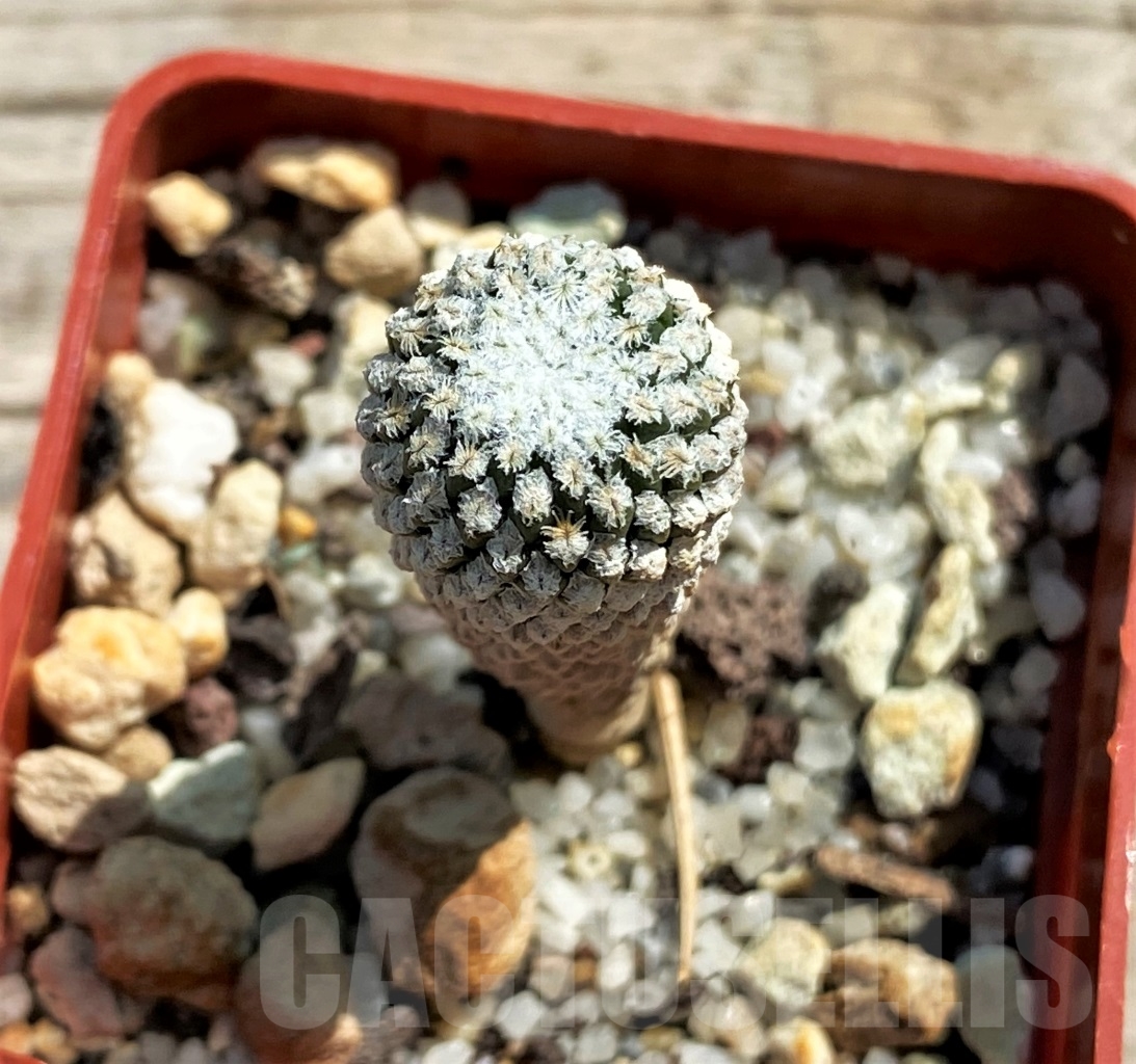 SHPR12451 Pelecyphora strobiliformis - Image 2