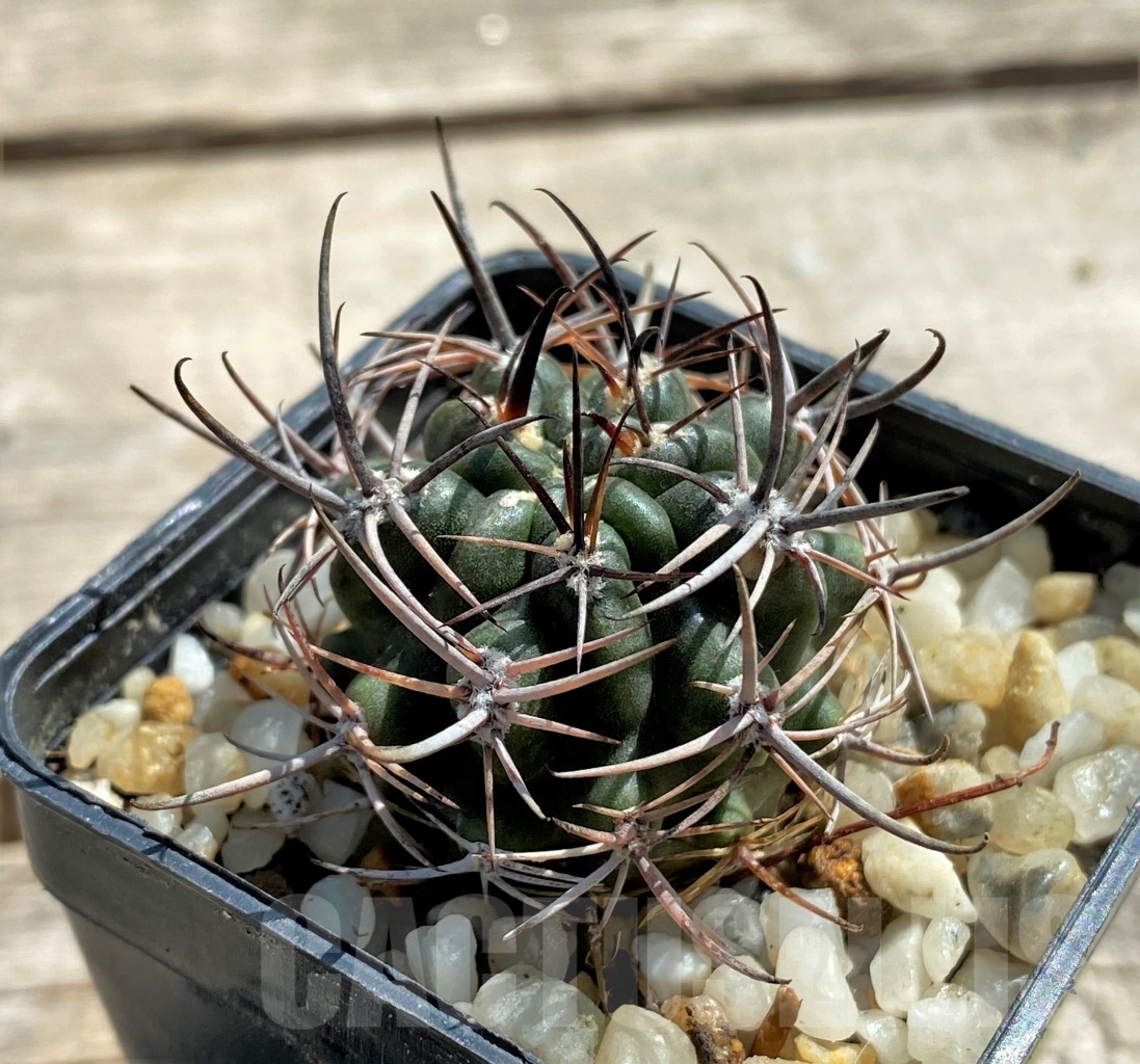 SHPR12452 Pyrrhocactus strausianus