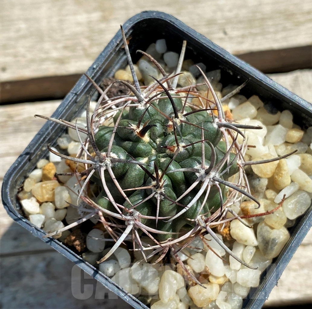 SHPR12452 Pyrrhocactus strausianus - Image 2