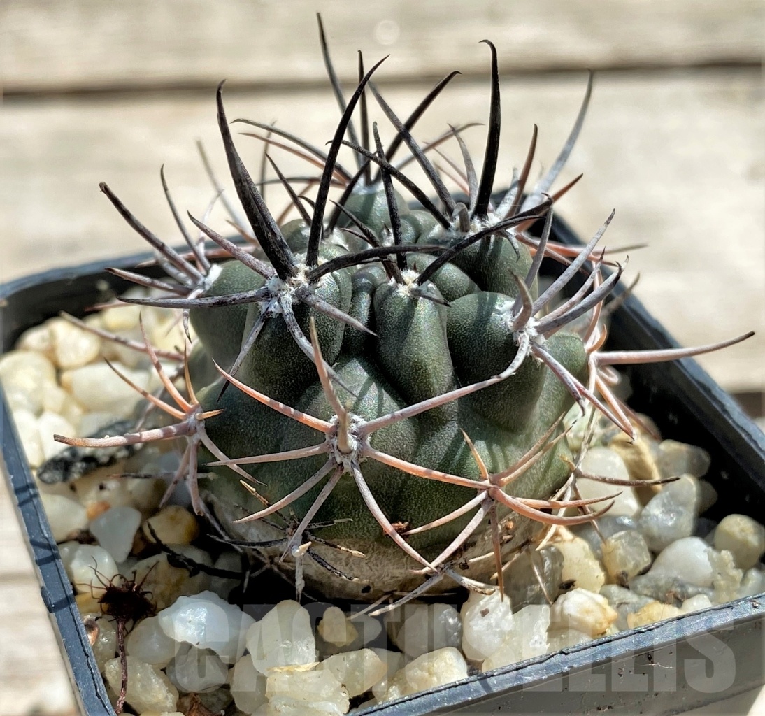 SHPR12453 Pyrrhocactus strausianus