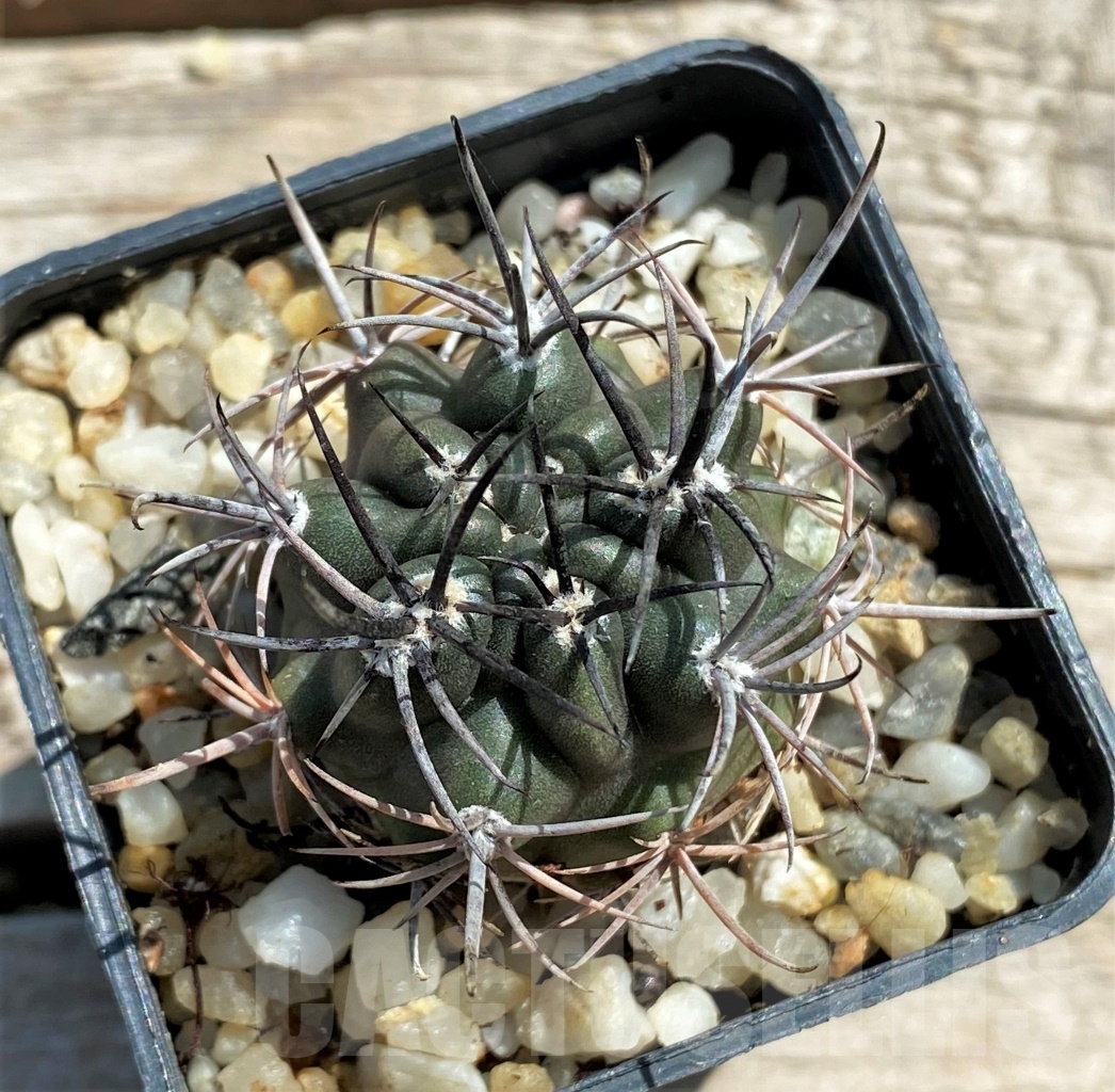 SHPR12453 Pyrrhocactus strausianus – Image 2