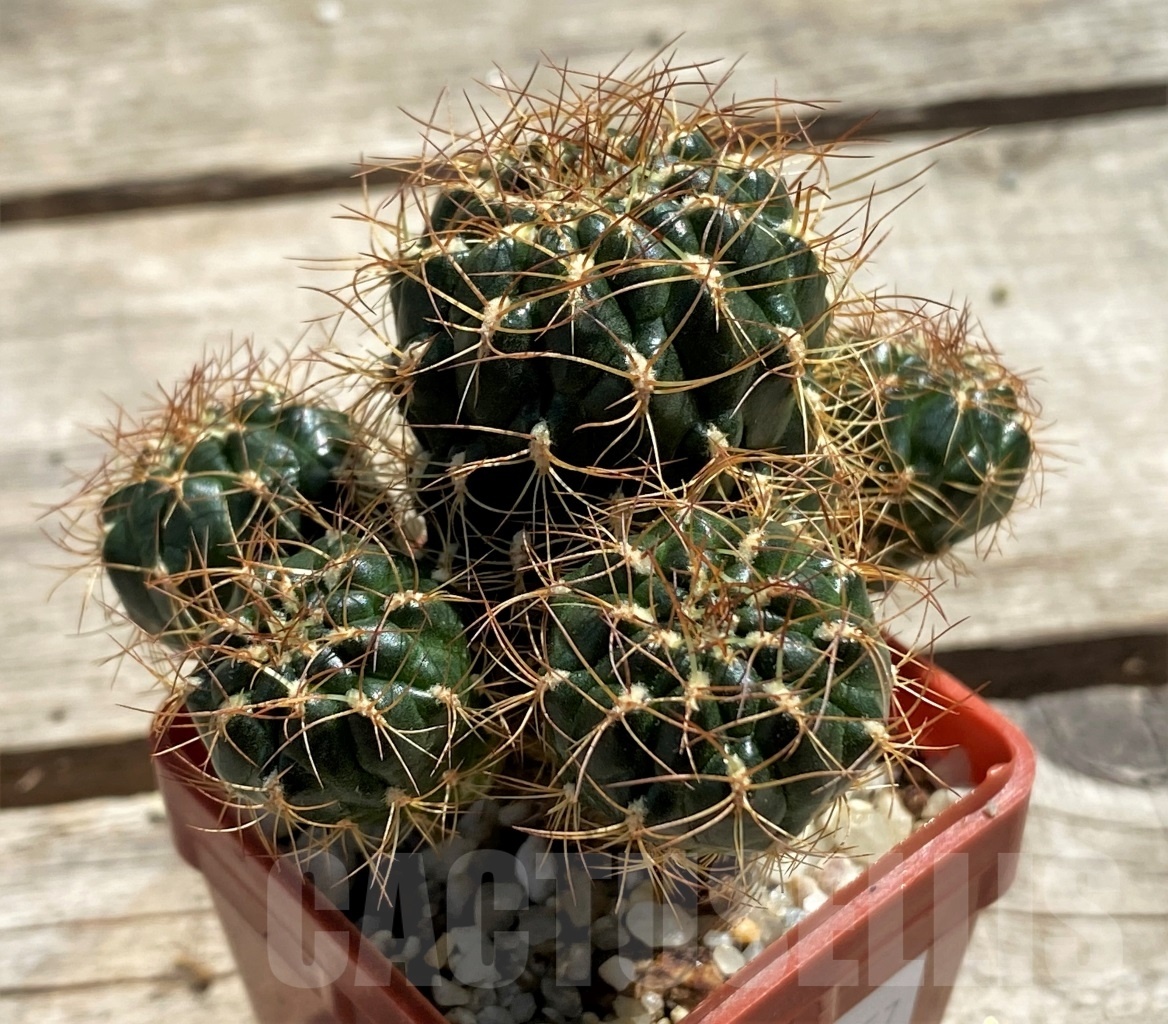 SHPR12457 Sulcorebutia menesesii ex. MG 1249.606