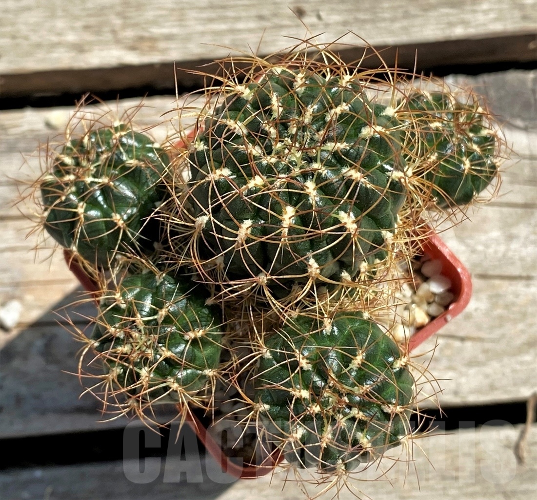 SHPR12457 Sulcorebutia menesesii ex. MG 1249.606 - Image 3