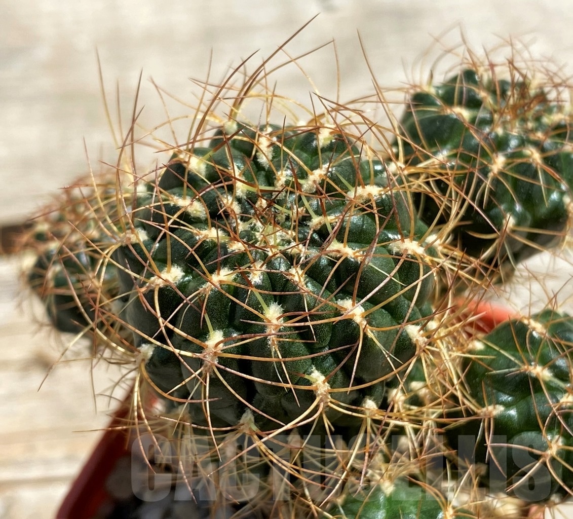 SHPR12457 Sulcorebutia menesesii ex. MG 1249.606 - Image 2