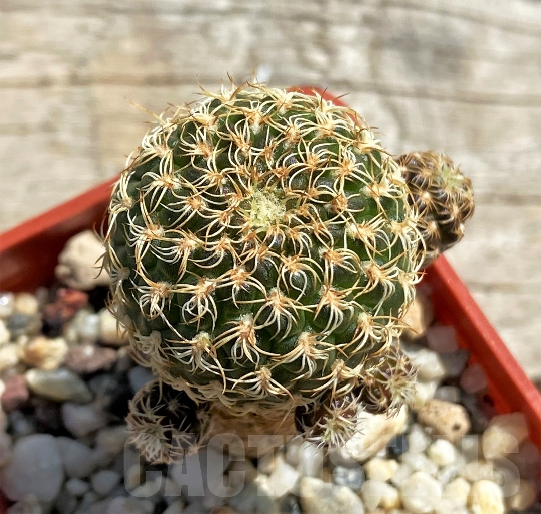 SHPR12458 Sulcorebutia breviflora ex. MG 1249.17 - 画像 (2)