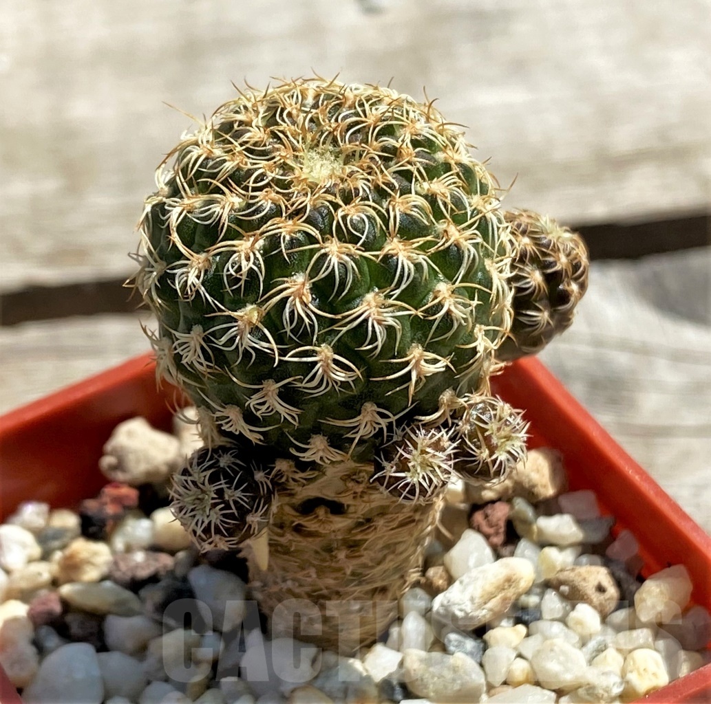 SHPR12458 Sulcorebutia breviflora ex. MG 1249.17
