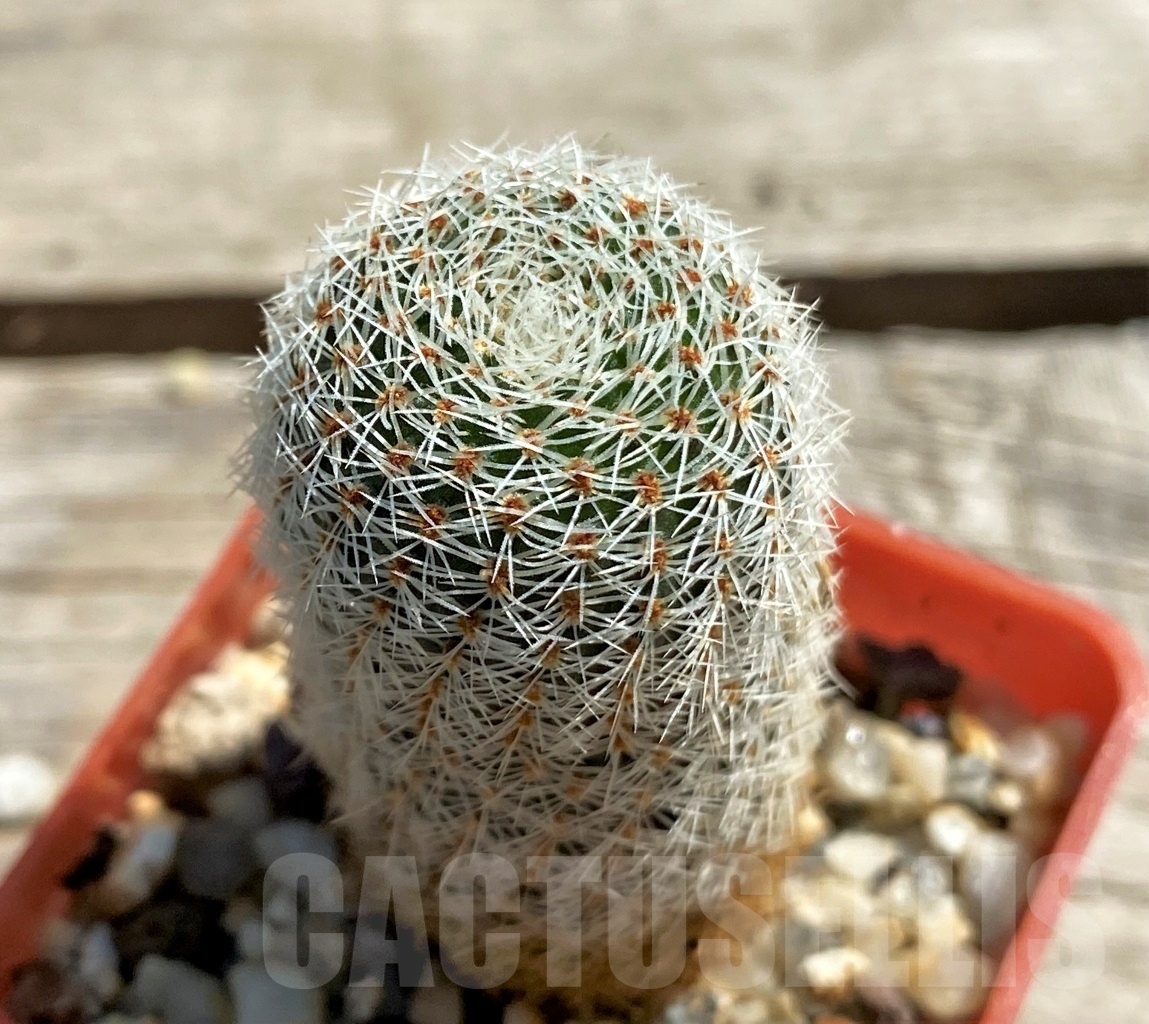 SHPR12459 Rebutia carmeniana WR 690
