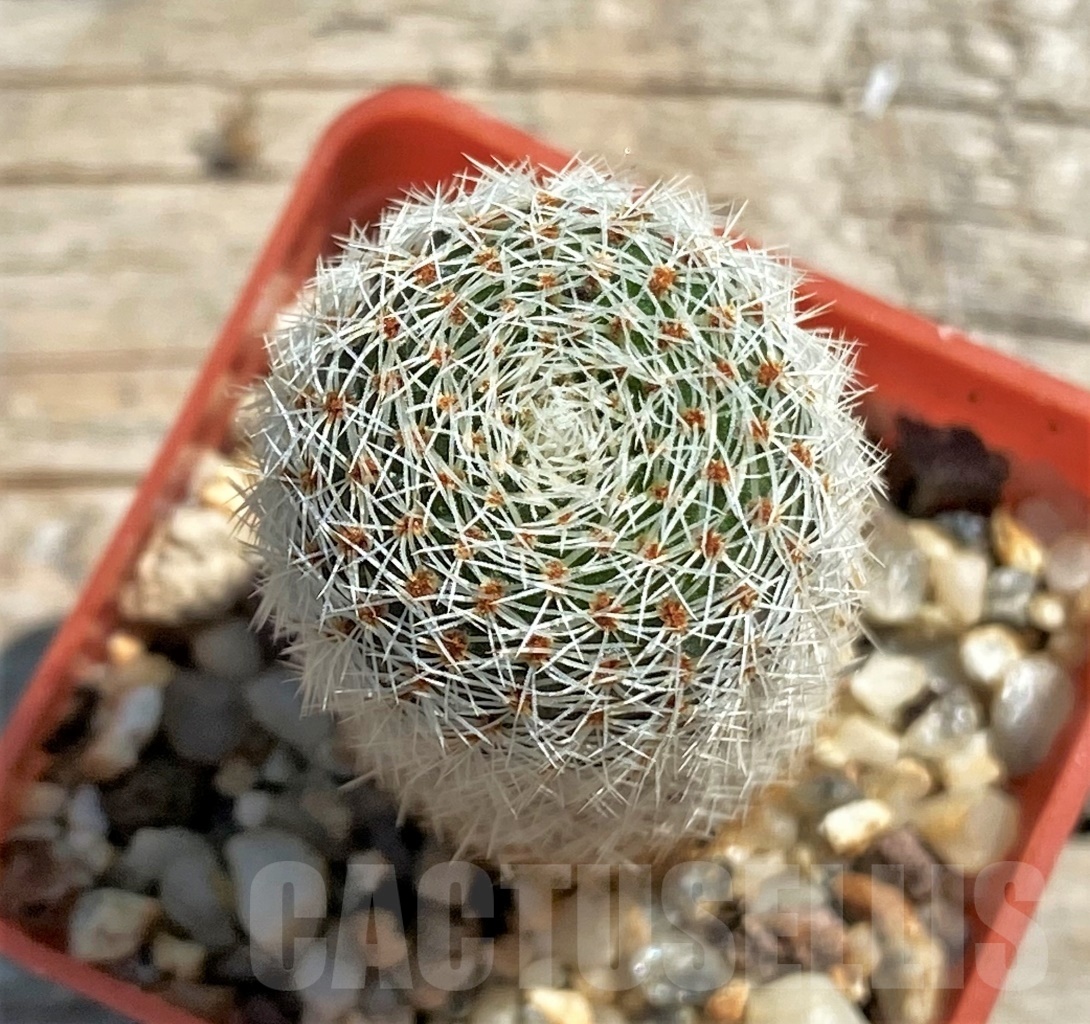 SHPR12459 Rebutia carmeniana WR 690 - immagine 2