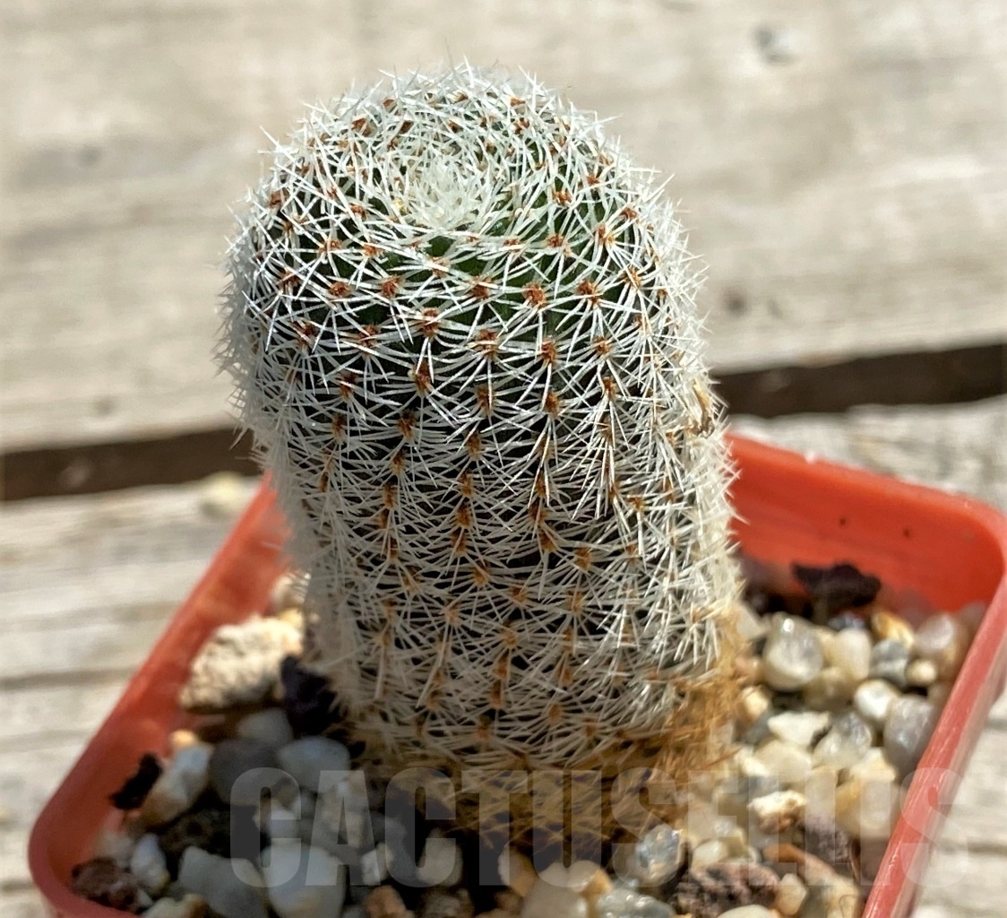 SHPR12459 Rebutia carmeniana WR 690 - immagine 3