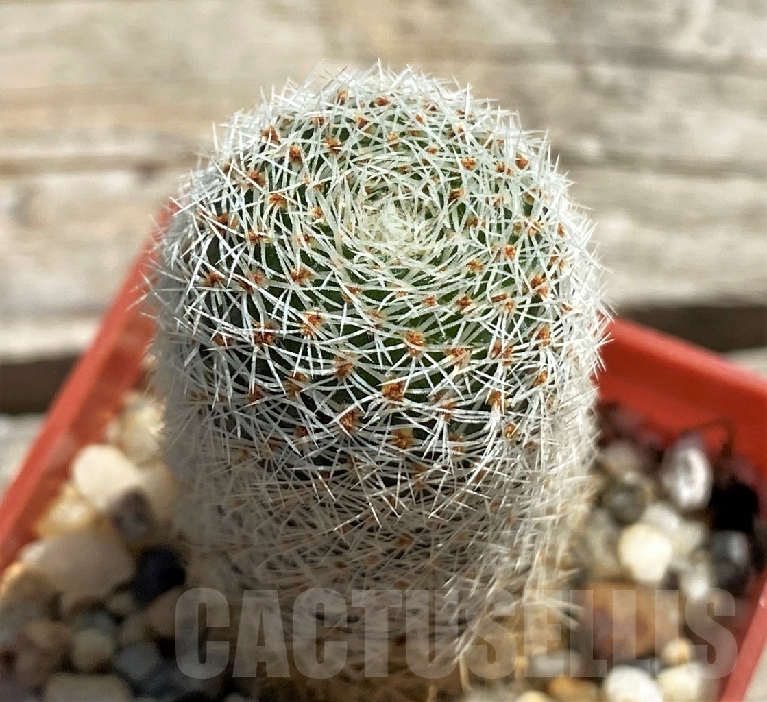 SHPR12460 Rebutia carmeniana WR 690