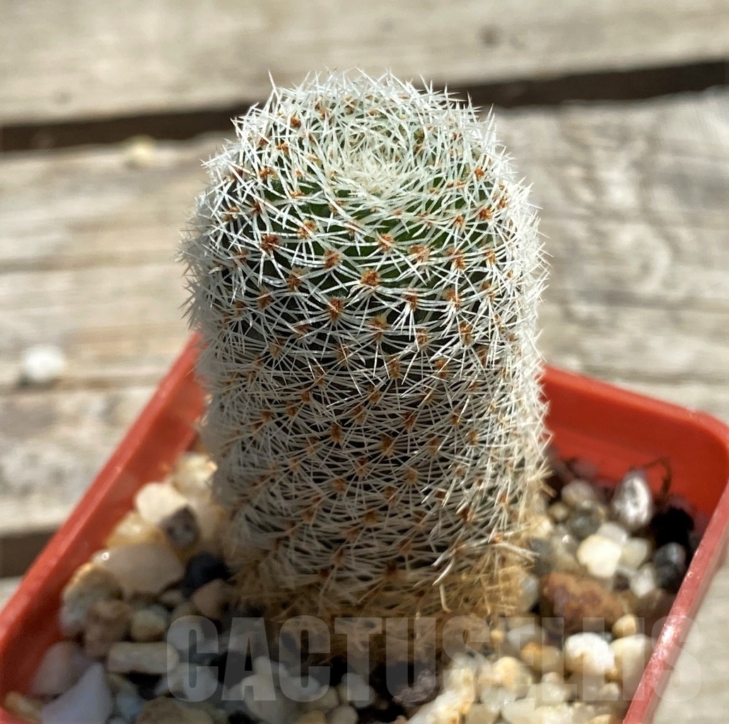 SHPR12460 Rebutia carmeniana WR 690 – Bild 2