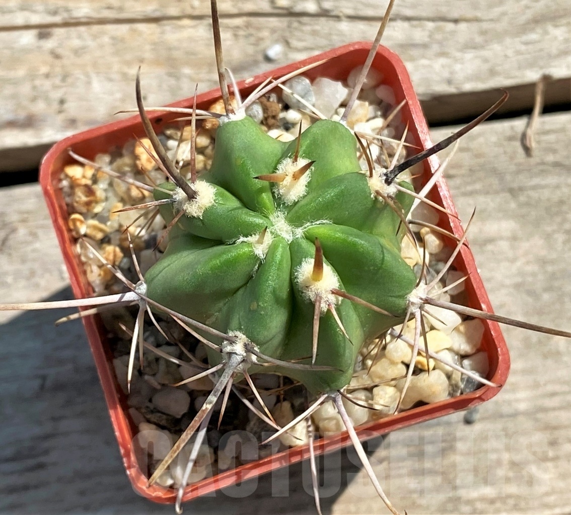 SHPR12461 Lobivia ferox SLG - 96