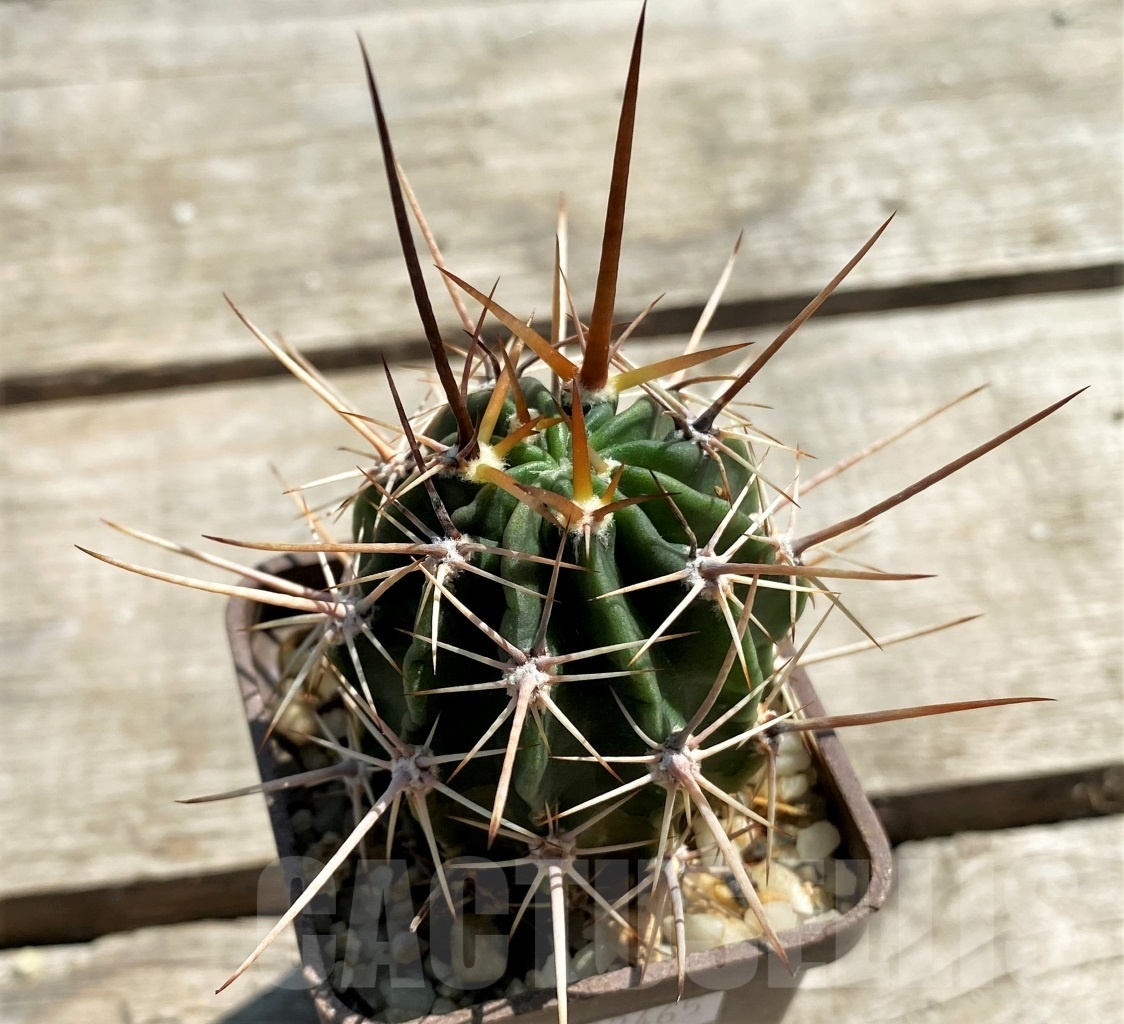 SHPR12465 Lobivia ferox f. monstruosa? Tafna