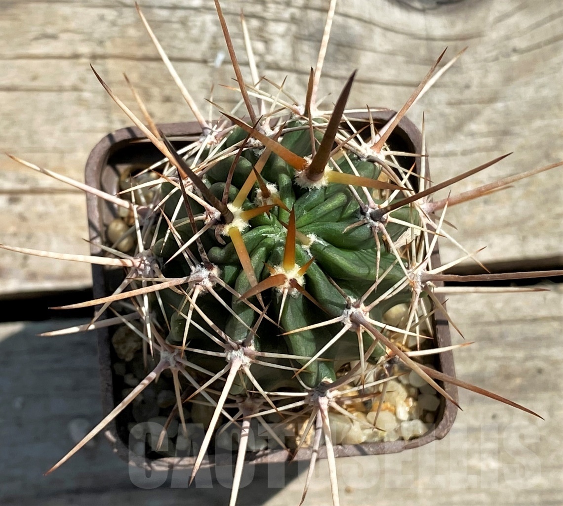 SHPR12465 Lobivia ferox f. monstruosa? Tafna - Obrázek 2