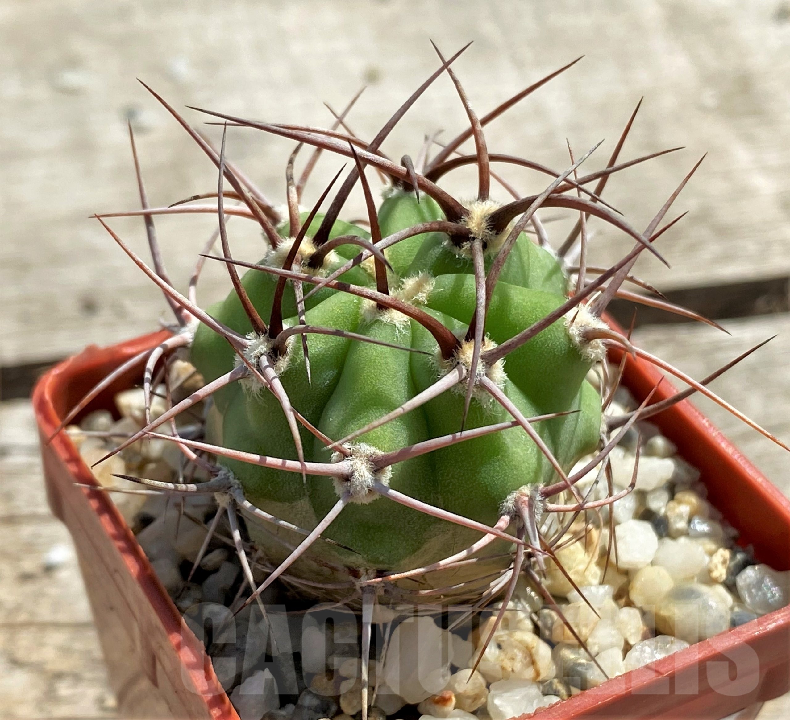 SHPR12466 Eriosyce algarrobensis - Obrázek 2