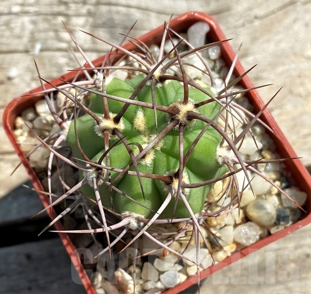 SHPR12466 Eriosyce algarrobensis