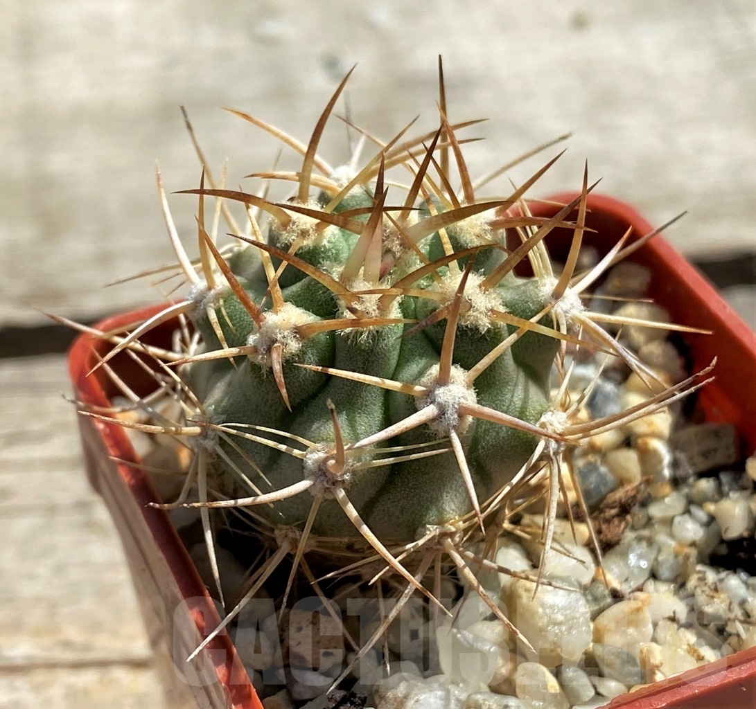 SHPR12467 Eriosyce aff. aurata