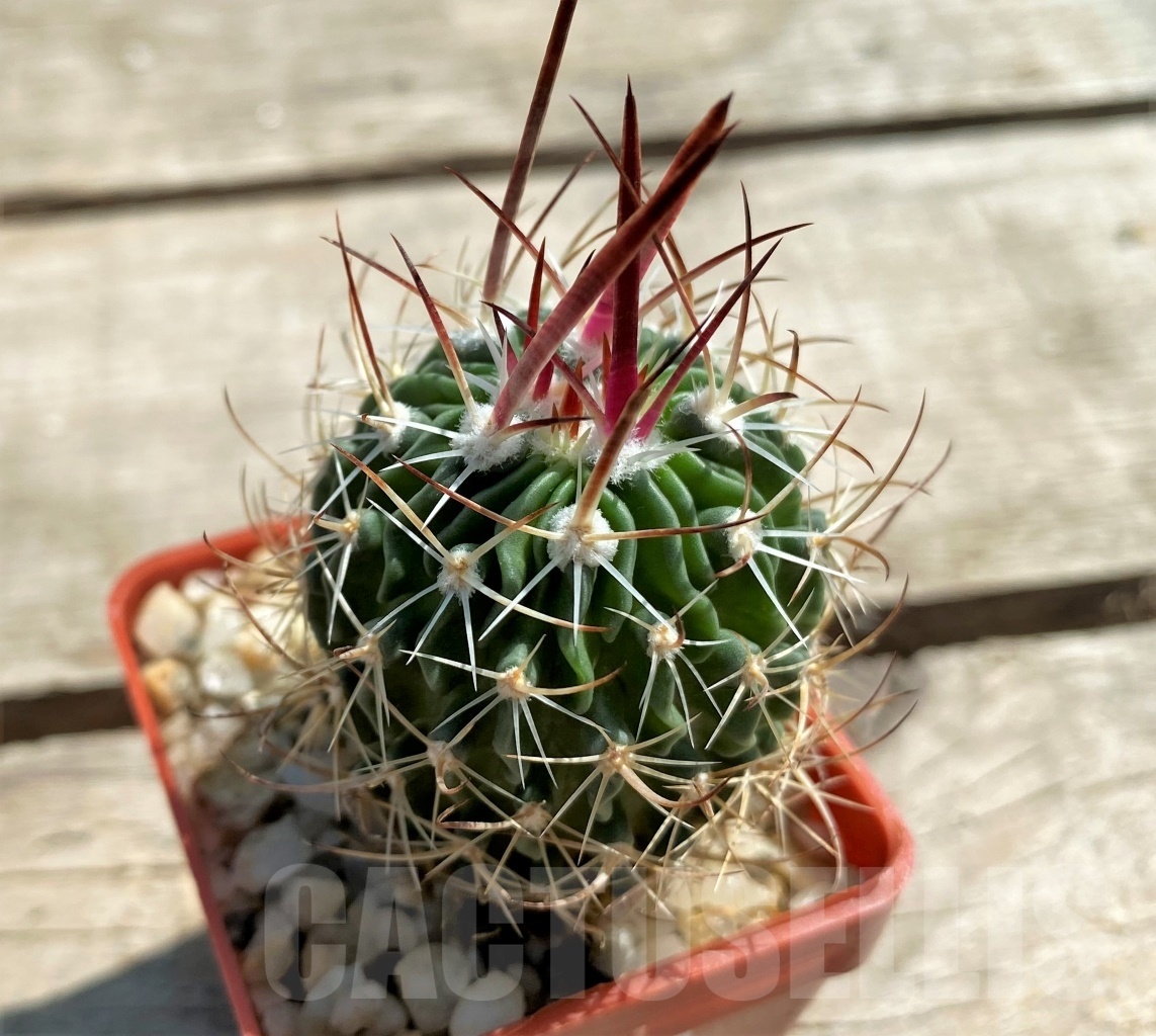 SHPR12468 Echinofossulocactus (Stenocactus) lloydii
