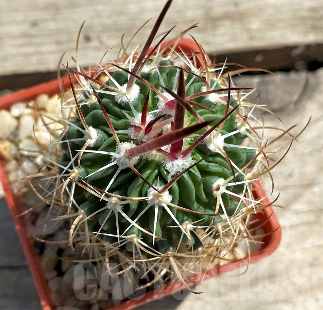 SHPR12468 Echinofossulocactus (Stenocactus) lloydii - Image 2