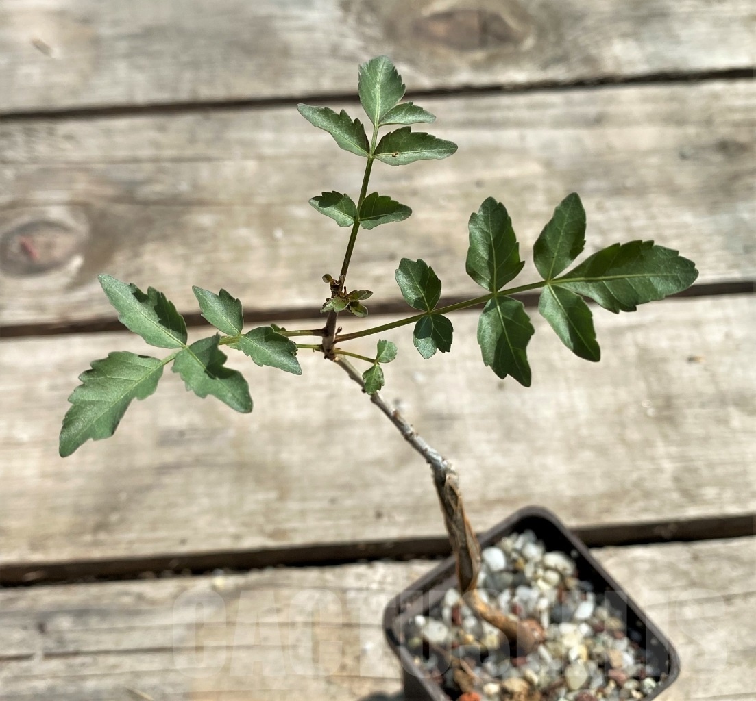 SHPR12469 Bursera fagaroides