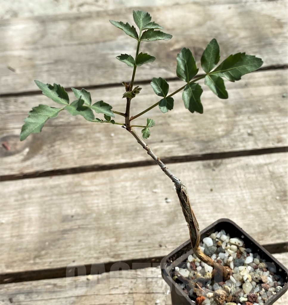 SHPR12469 Bursera fagaroides - Image 2